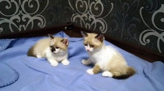 Cat braded snow-shu (foto): aristocrația pisică în tonurile de nuc